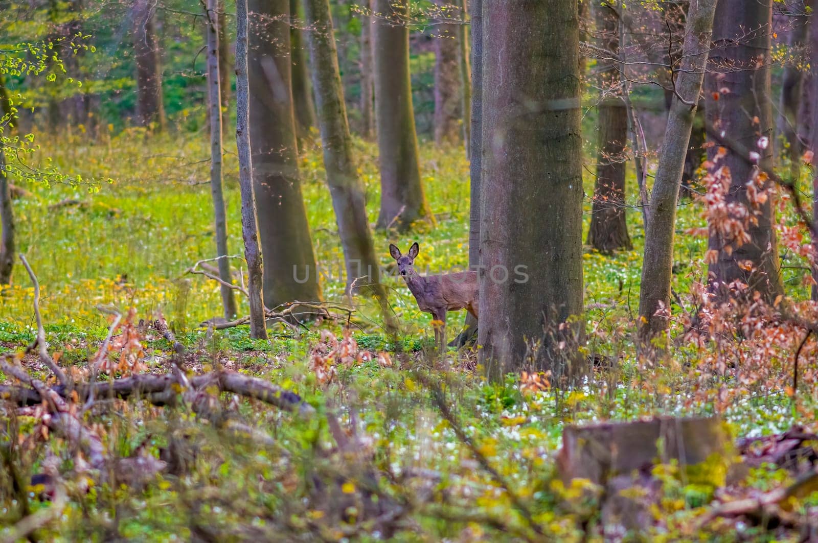 a beautiful roe deer doe stands in a green forest in spring