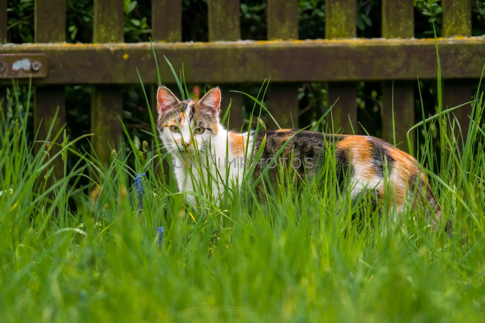 young pretty adult cat looks relaxed at the camera