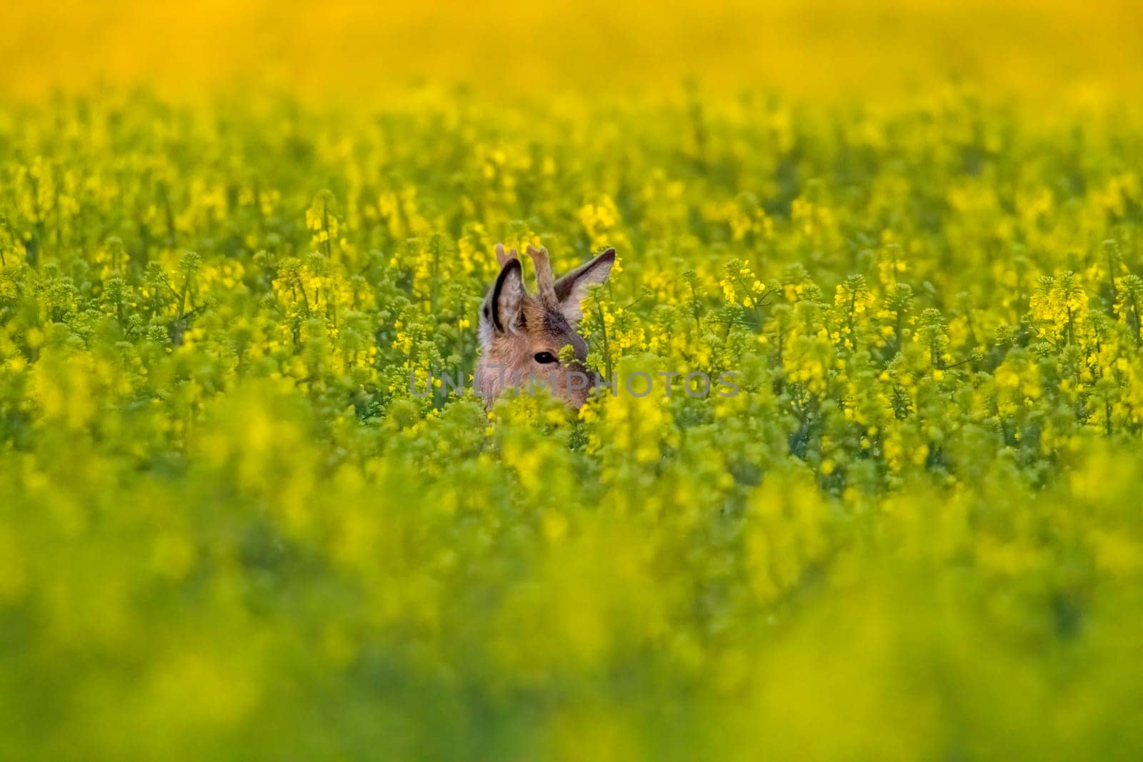 a young roebuck looks out of a rape field in summer