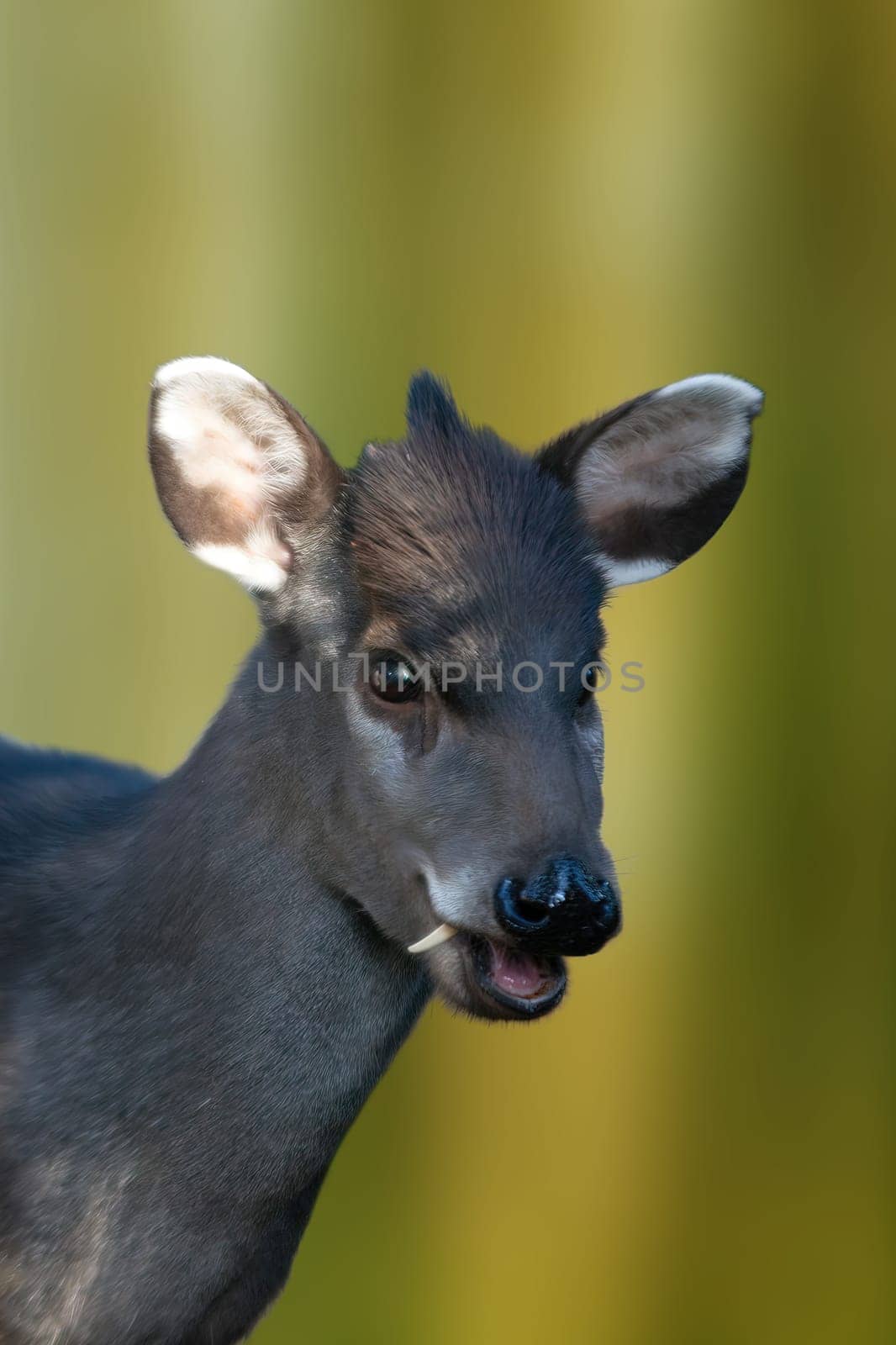 a portrait of a young pretty crested deer
