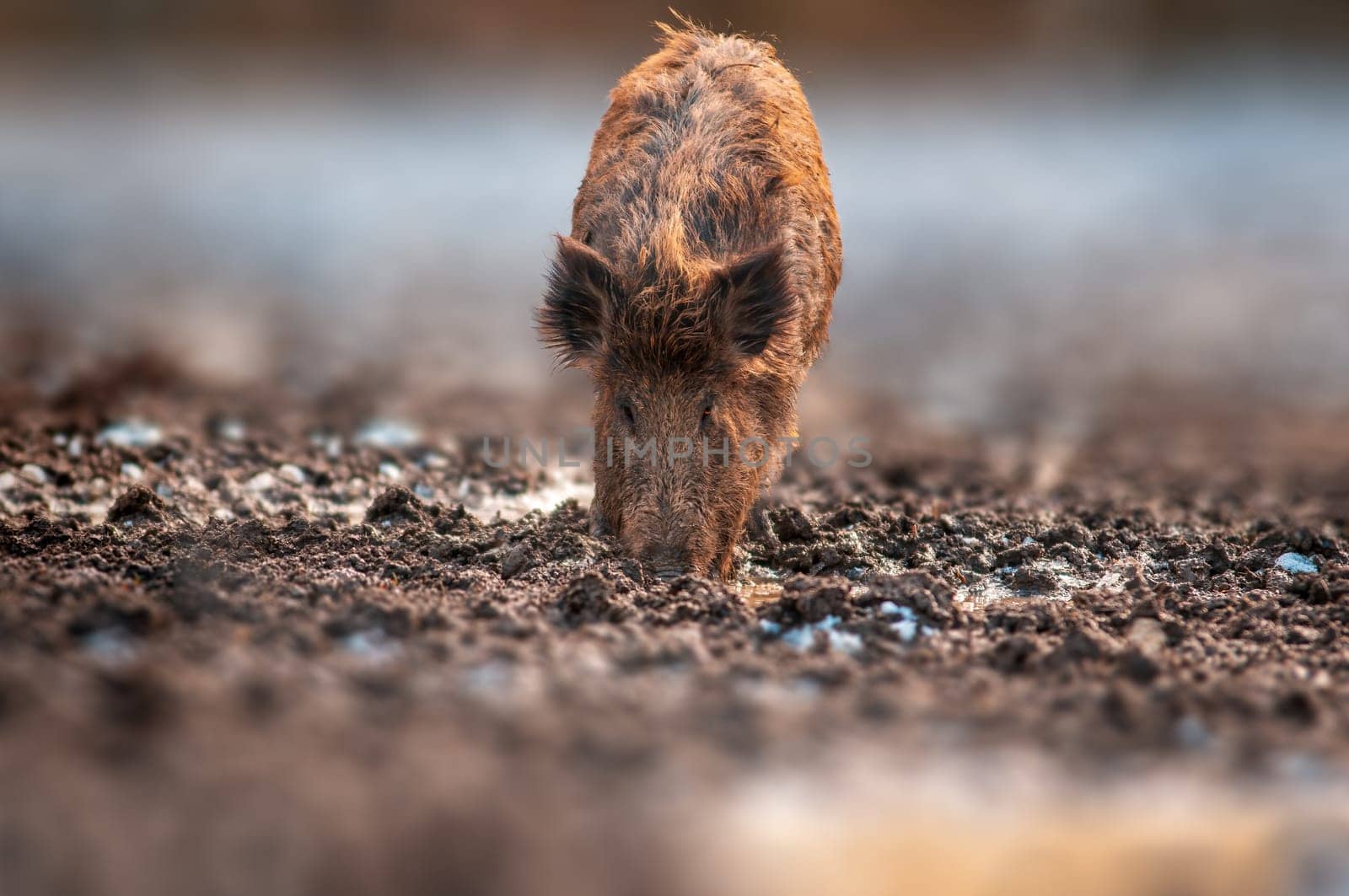 one a wild boar in a deciduous forest in autumn