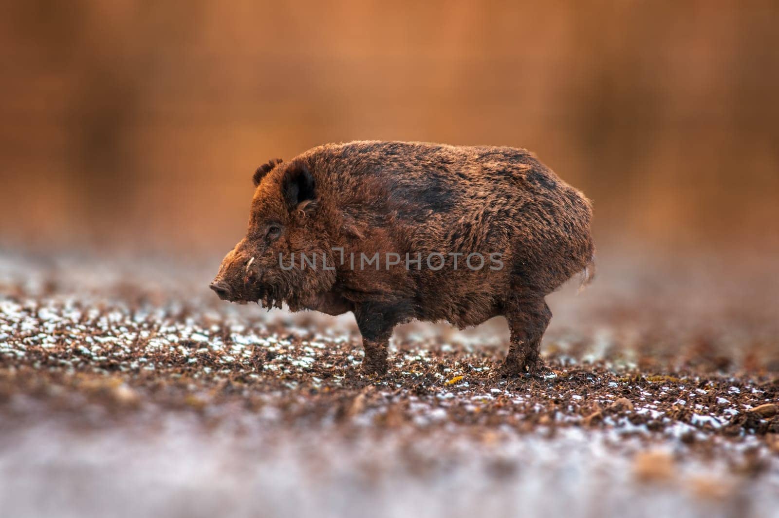 one a wild boar in a deciduous forest in autumn