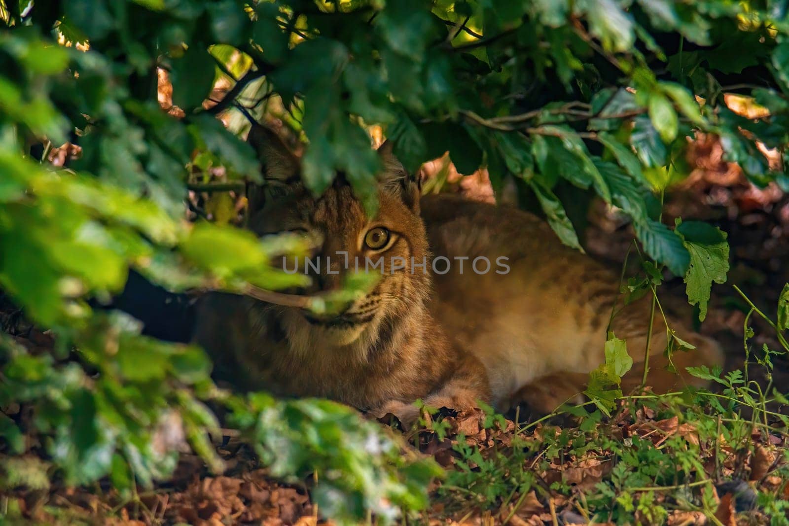 a handsome lynx hides in colorful spring forest