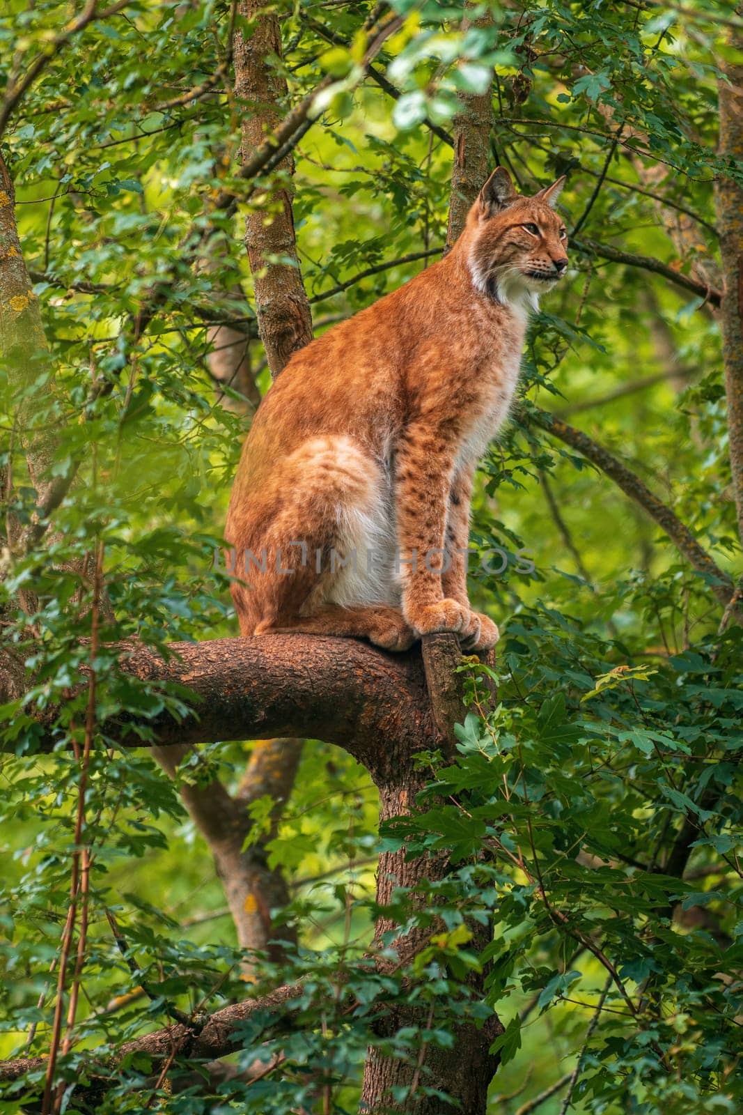 one handsome lynx hides in colorful spring forest by mario_plechaty_photography