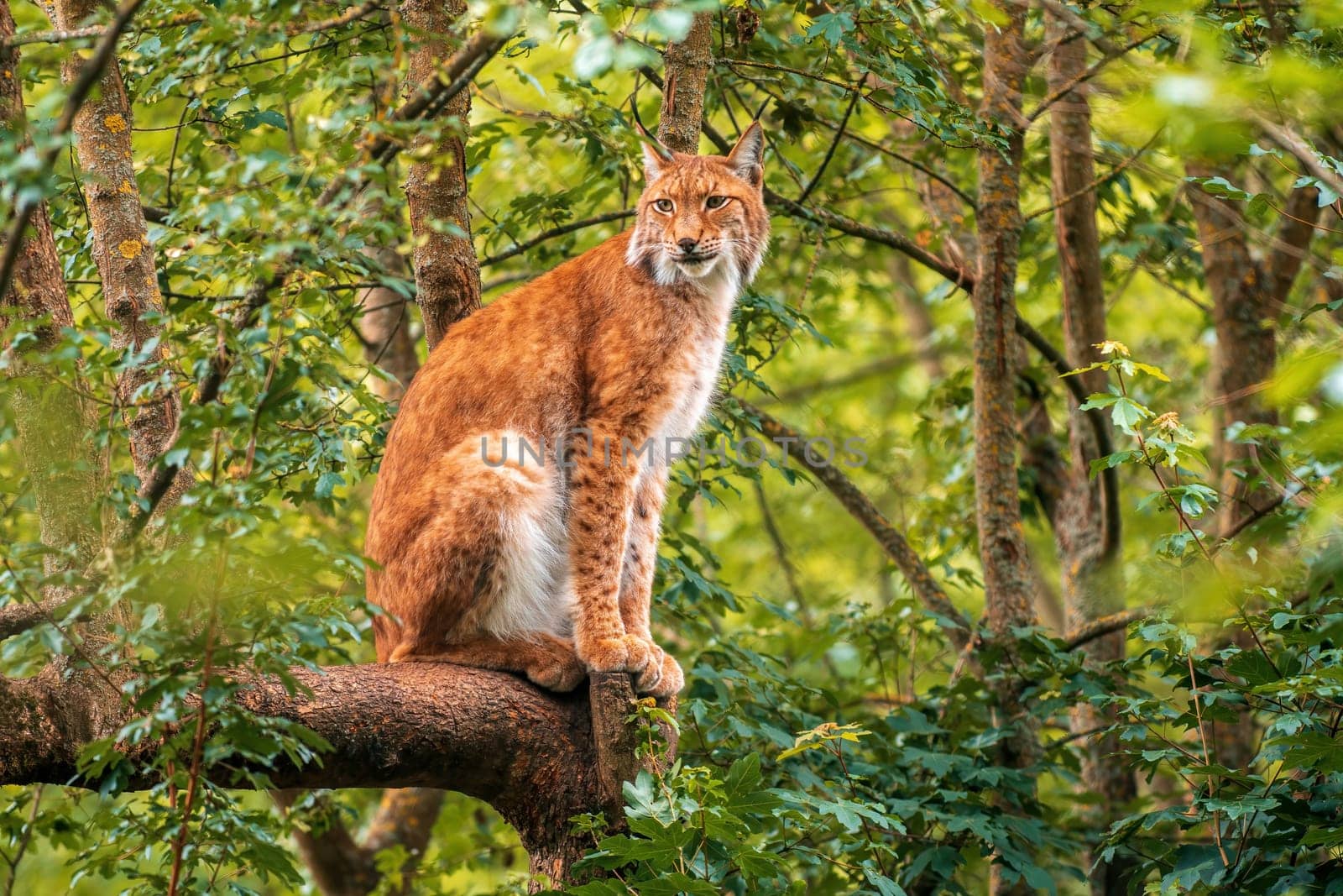 a handsome lynx hides in colorful spring forest