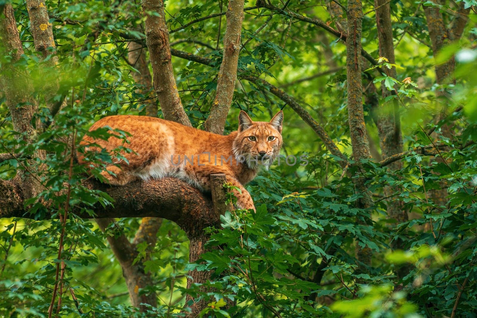 a handsome lynx hides in colorful spring forest