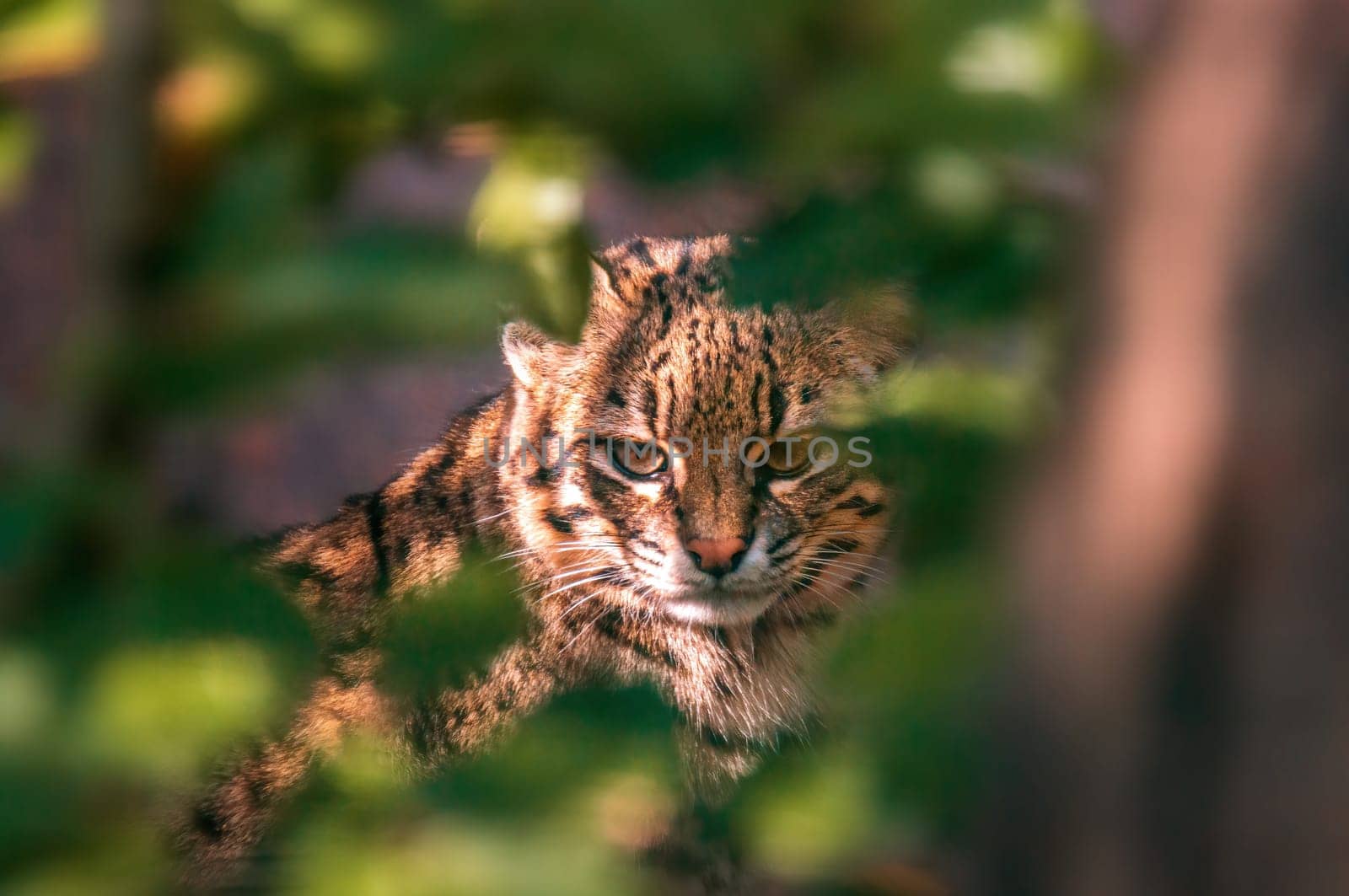 a young pretty adult cat looks relaxed at the camera by mario_plechaty_photography