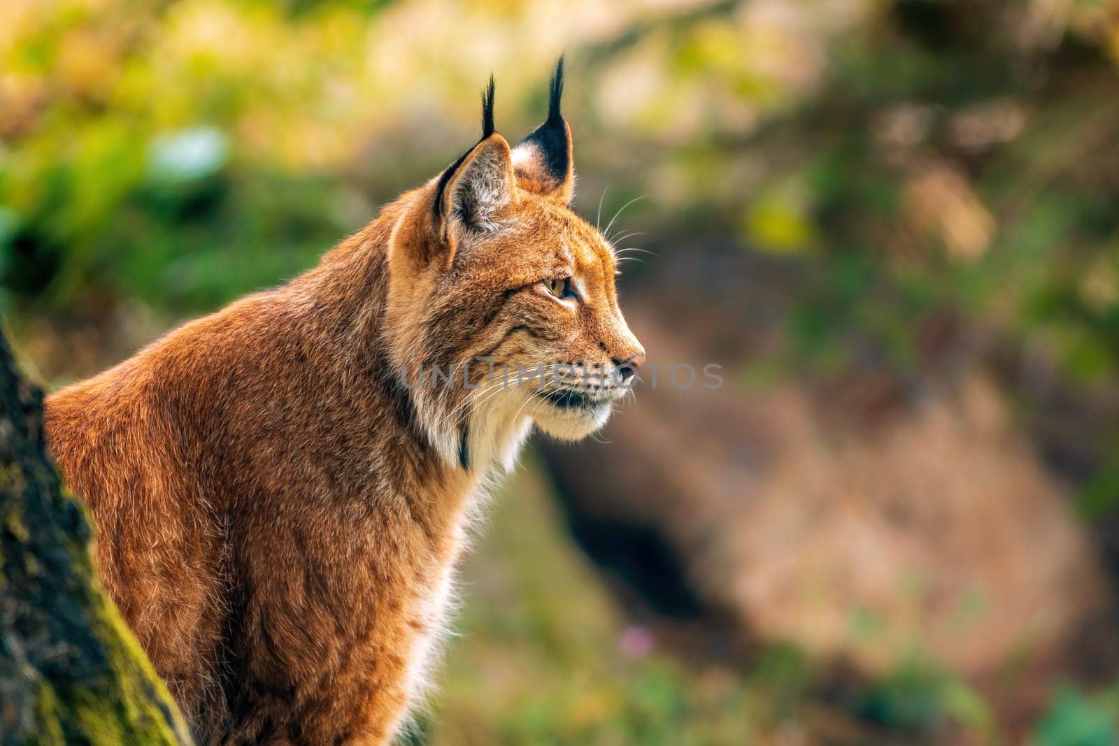 a handsome lynx stays in colorful spring forest