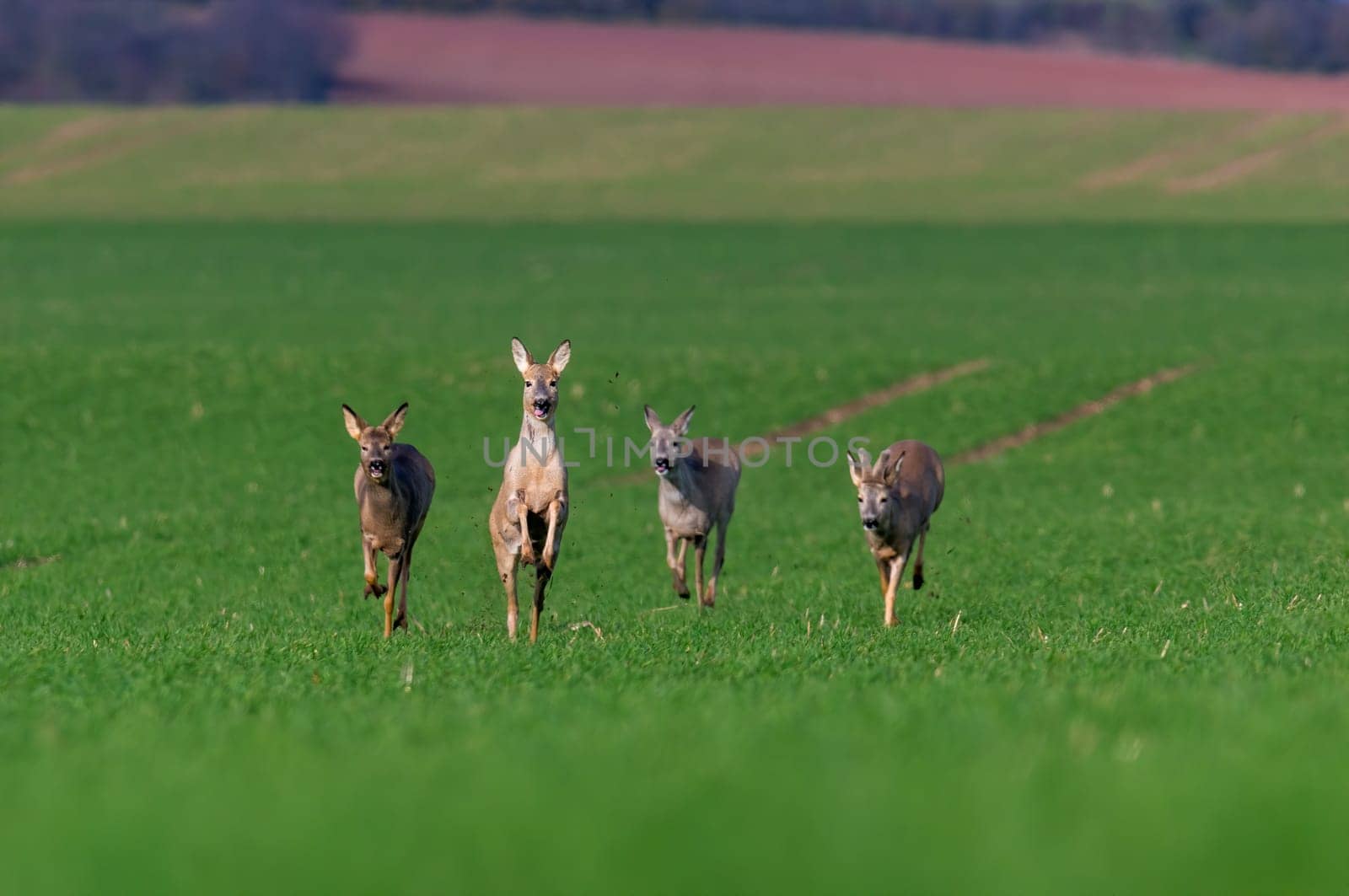 group of deer in a field in spring