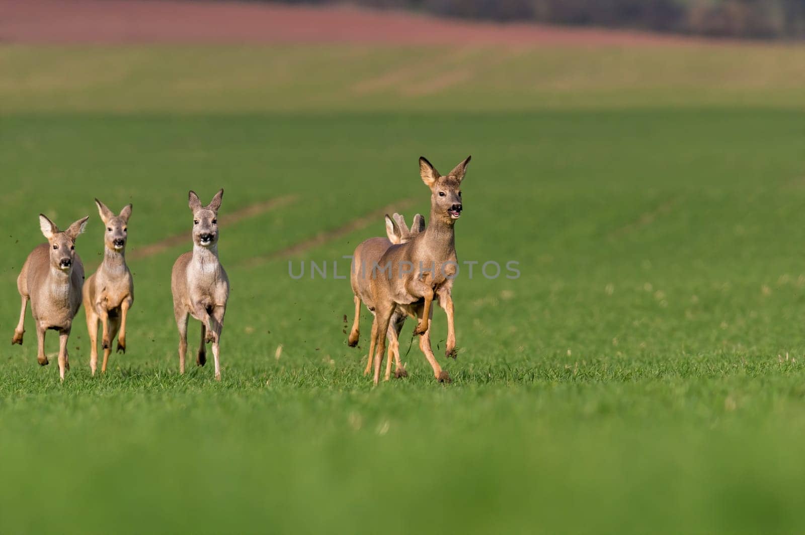 group of deer in a field in spring