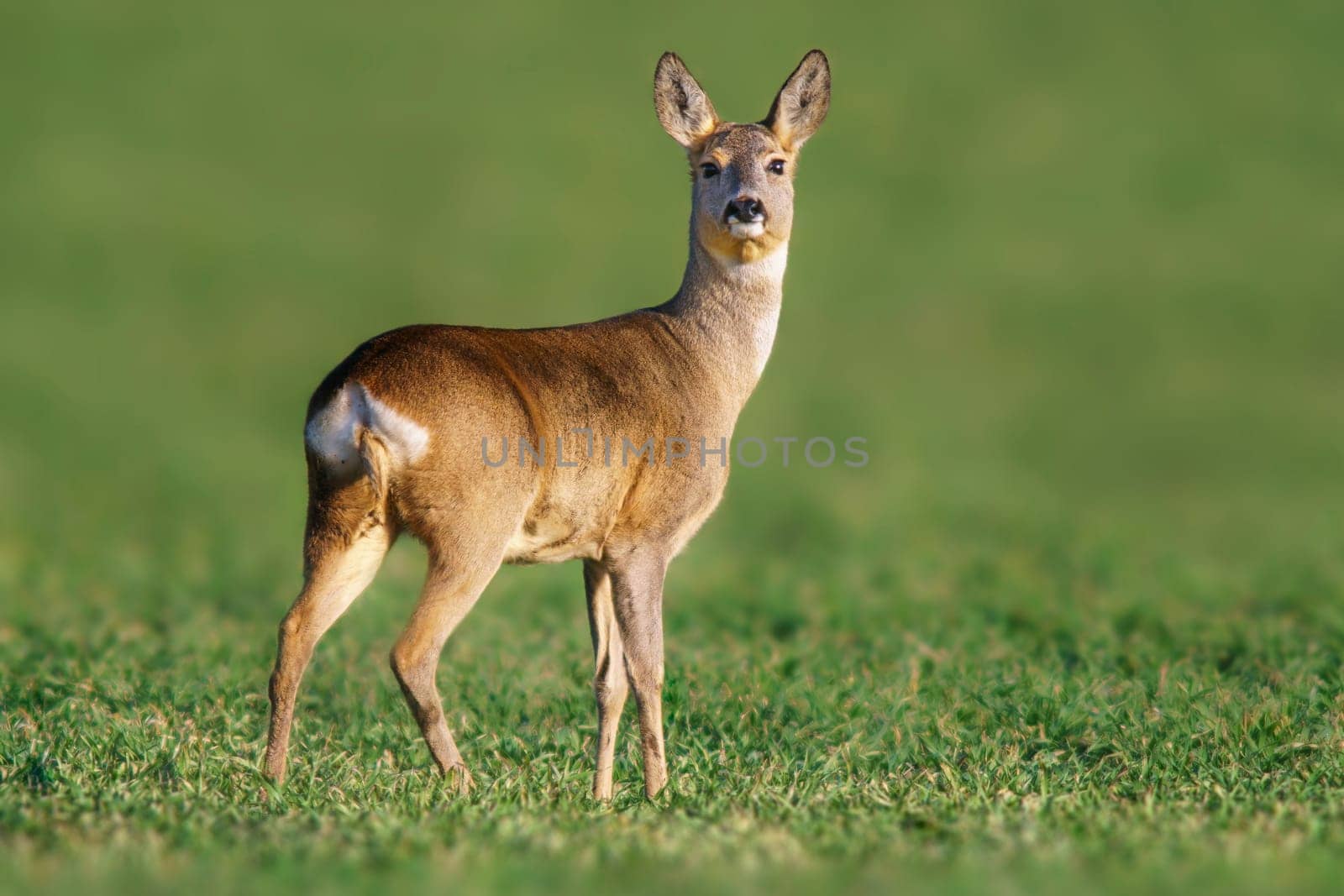 a beautiful doe doe standing on a green field in spring