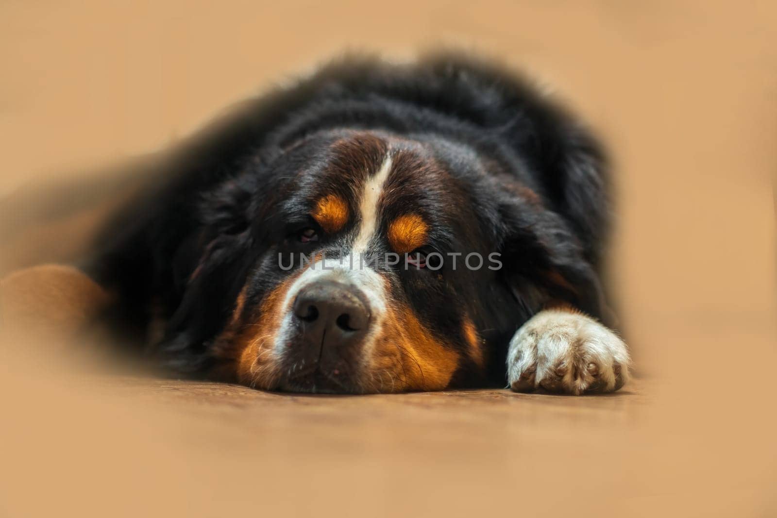 a pretty young bernese mountain dog at relax