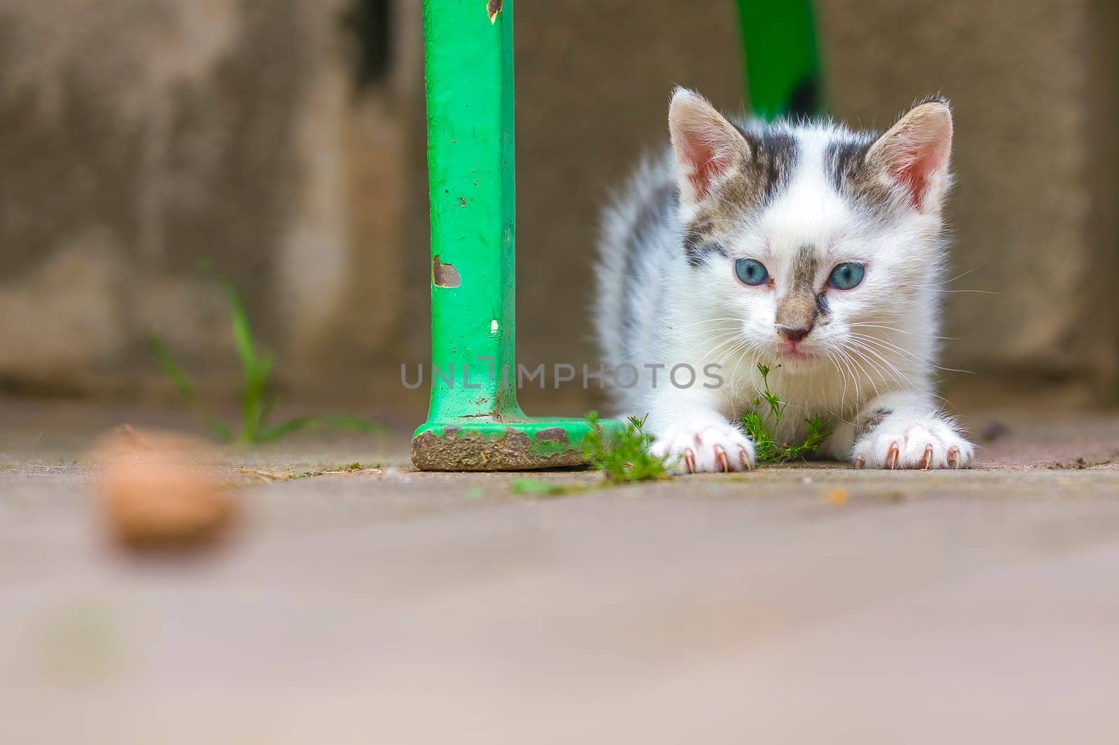 a young cute kitten curiously looks at the camera