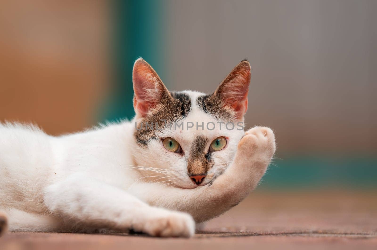 a young pretty adult cat looks relaxed at the camera by mario_plechaty_photography