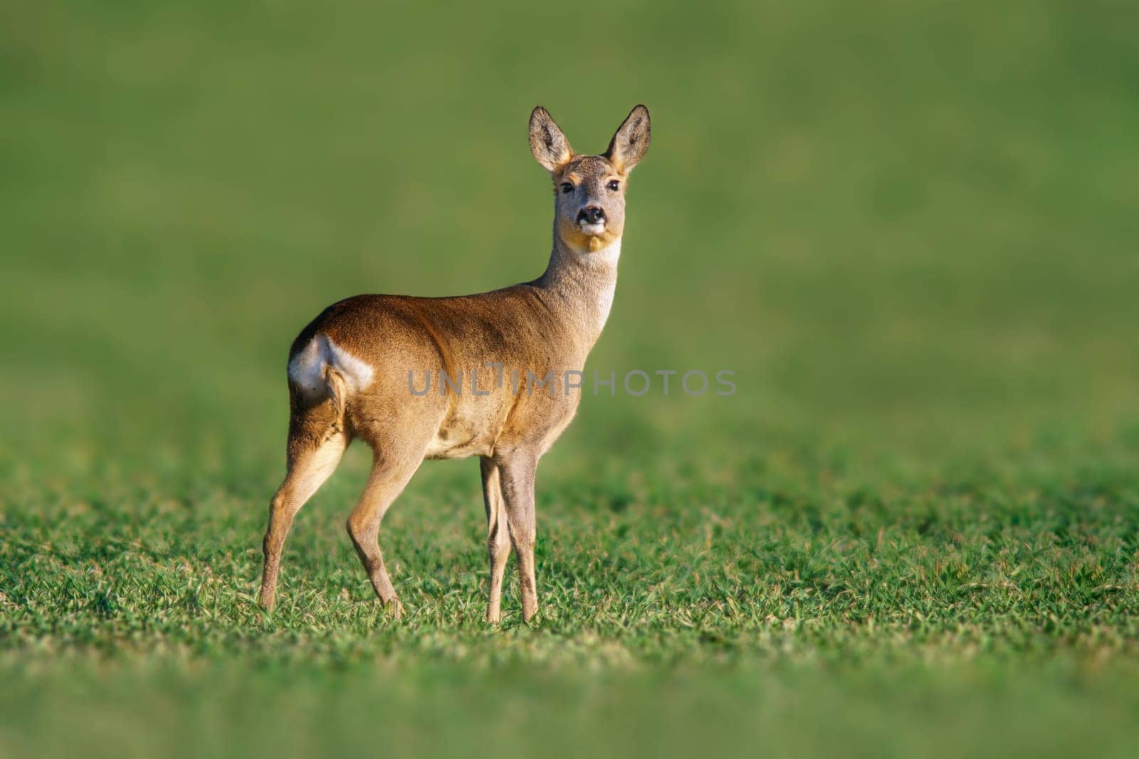 a beautiful doe doe standing on a green field in spring