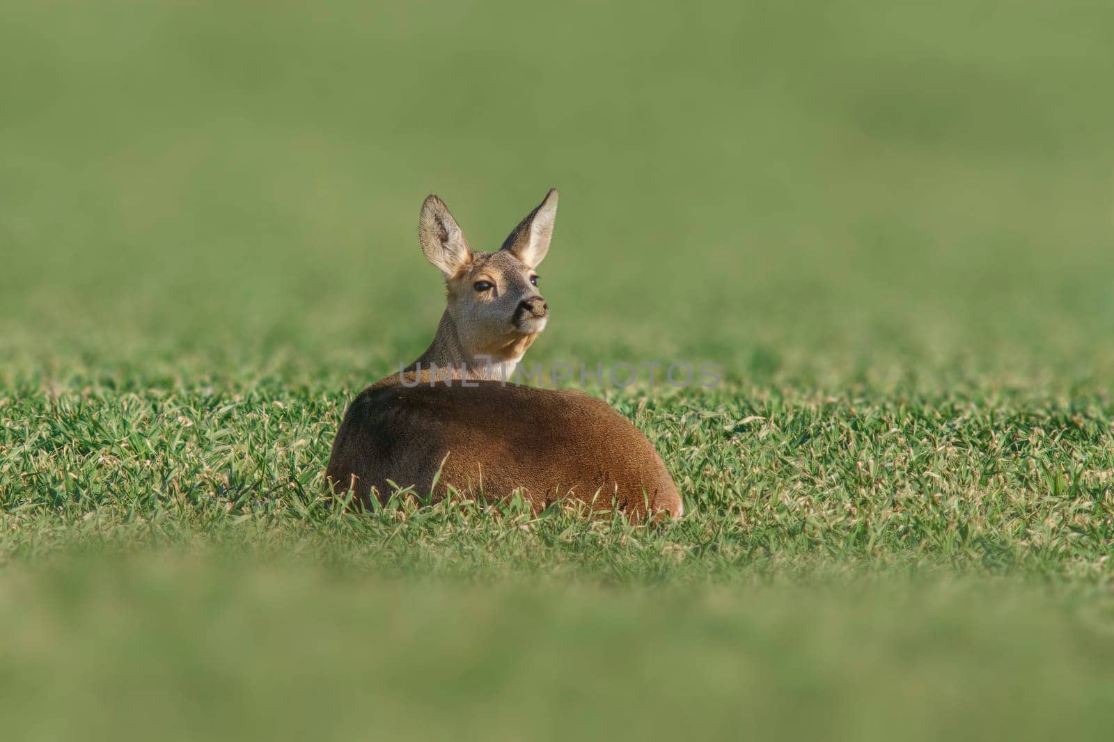 a Beautiful doe sits on a green field in spring