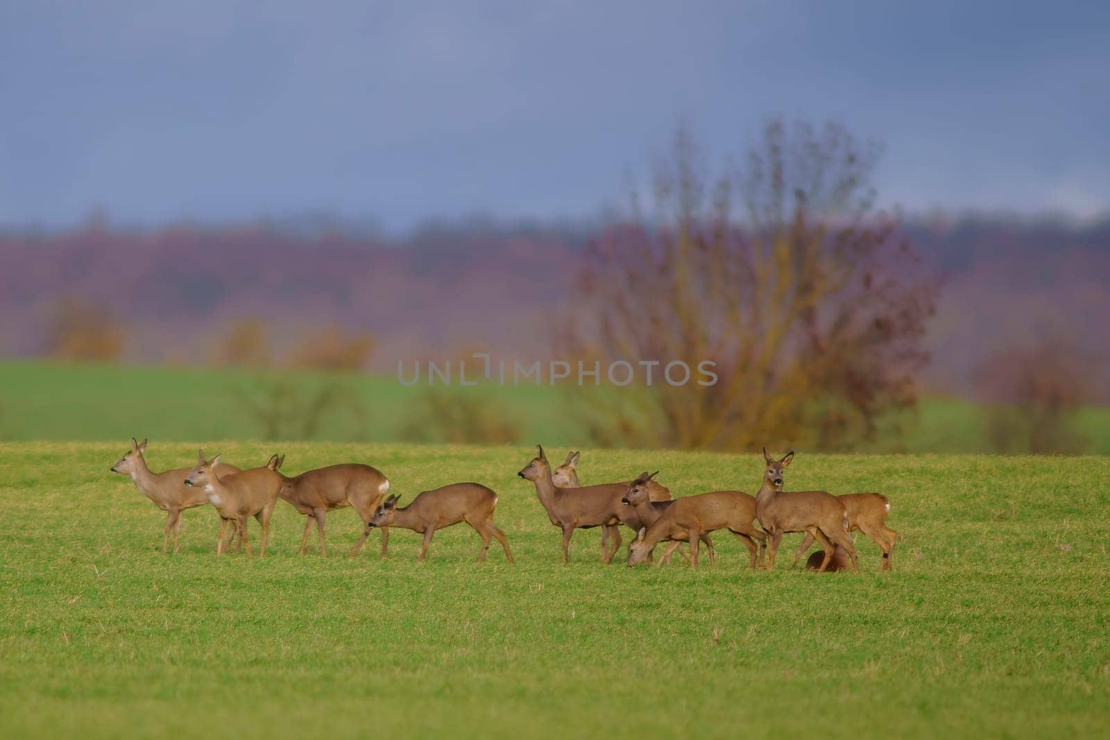 a group of deer in a field in spring by mario_plechaty_photography