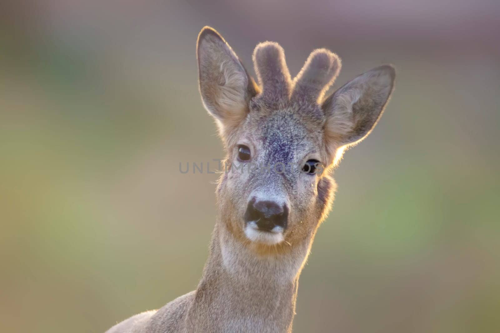 a portrait of a pretty roebuck in summer