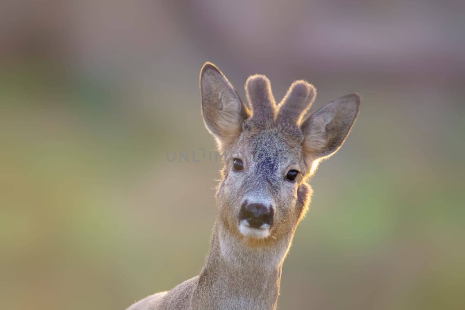 one portrait of a pretty roebuck in summer by mario_plechaty_photography