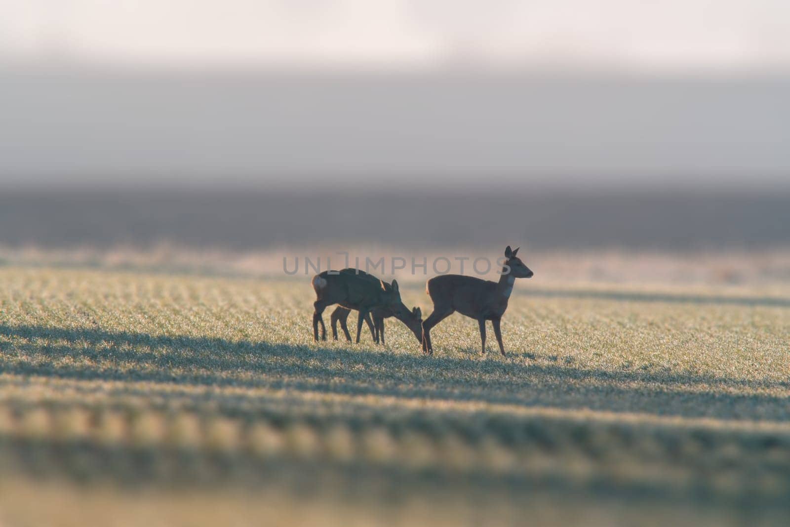 a group of deer in a field in winter