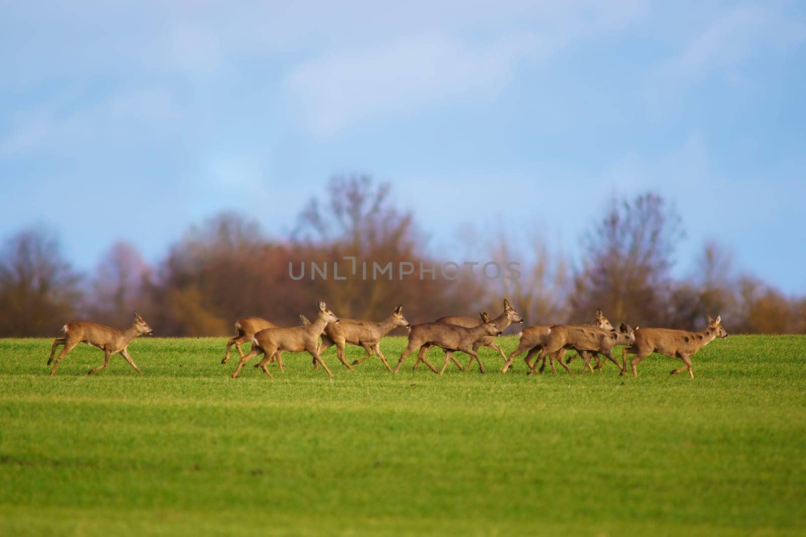 a group of deer in a field in spring by mario_plechaty_photography