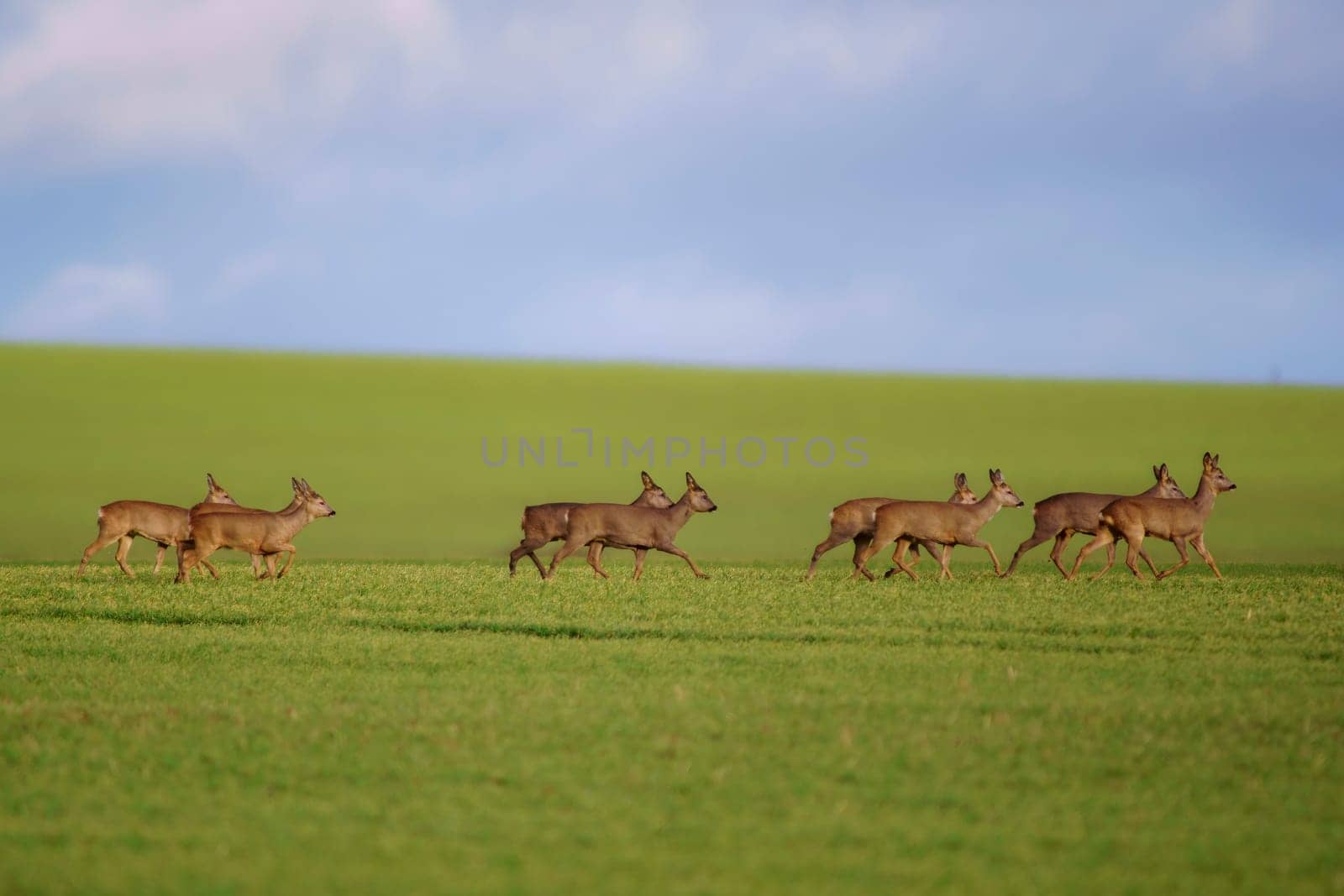 a group of deer in a field in spring by mario_plechaty_photography