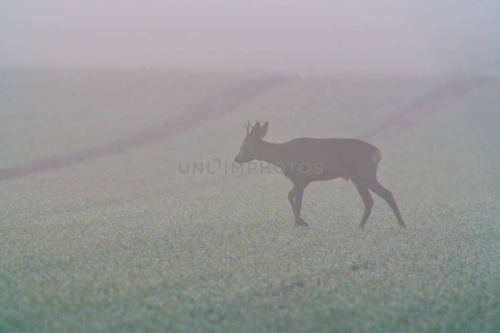 a young roebuck stands on a harvested field in autumn