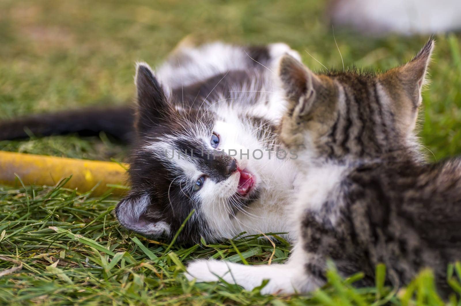 playful young kitten siblings romping around