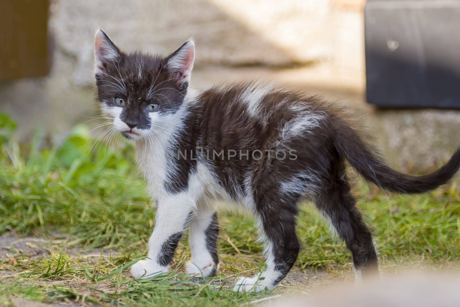 a young cute kitten curiously looks at the camera