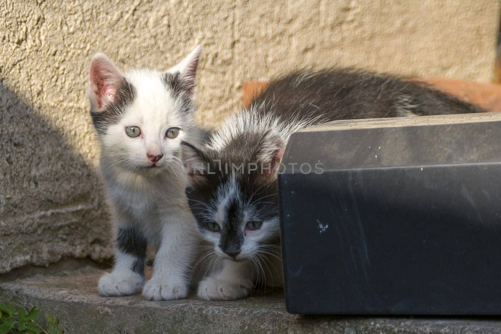 playful kitten siblings romping around by mario_plechaty_photography