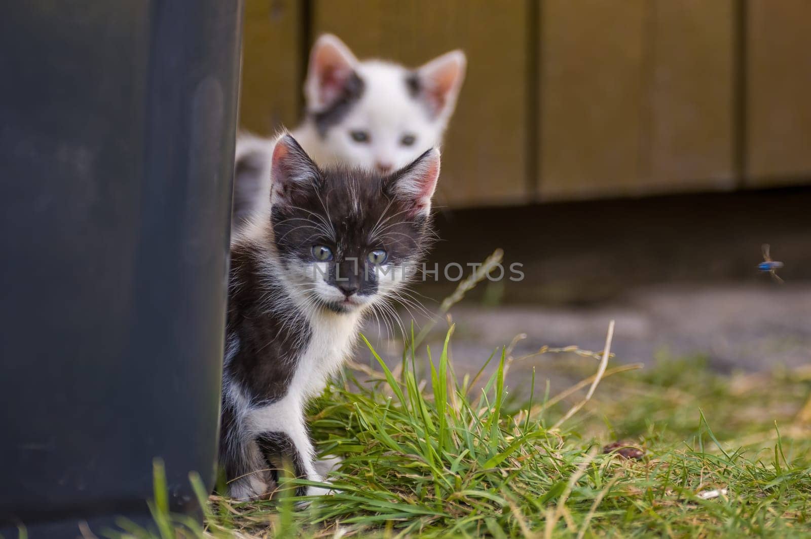 playful kitten siblings romping around by mario_plechaty_photography