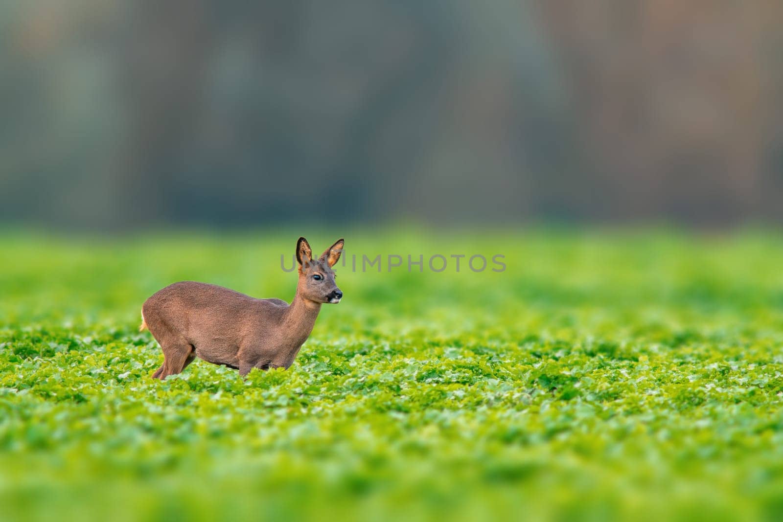 one beautiful doe doe standing on a green field in spring by mario_plechaty_photography