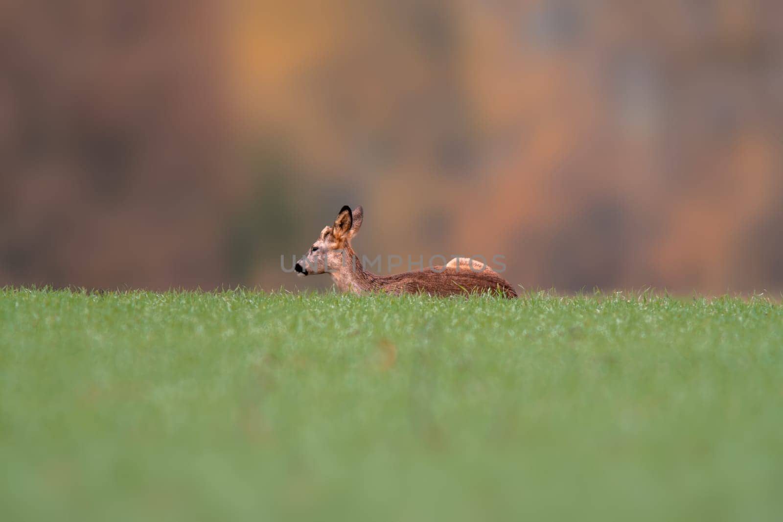 one young roebuck sits on a green field in spring by mario_plechaty_photography