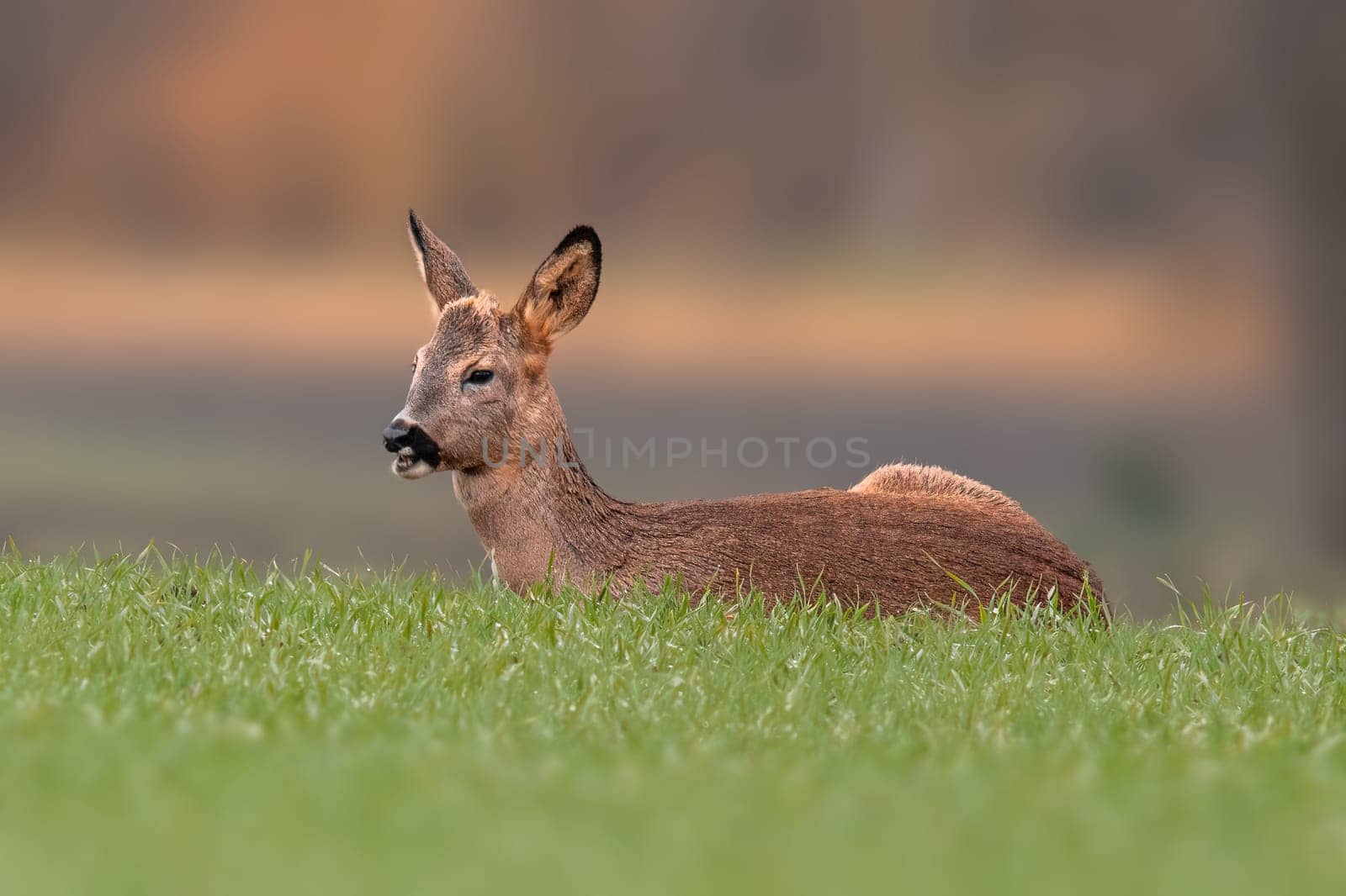 one young roebuck sits on a green field in spring by mario_plechaty_photography