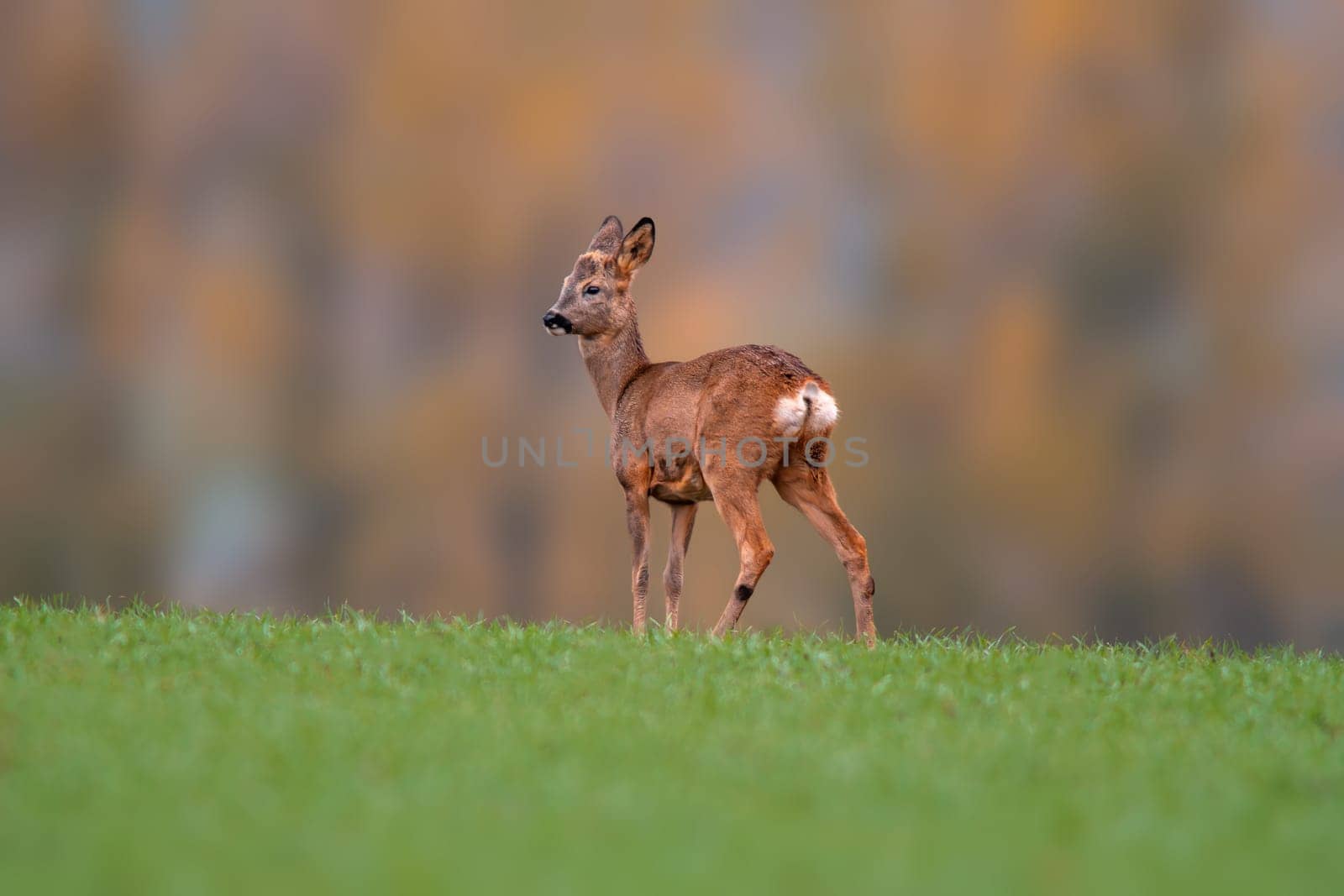 a young roebuck stands on a green field in spring