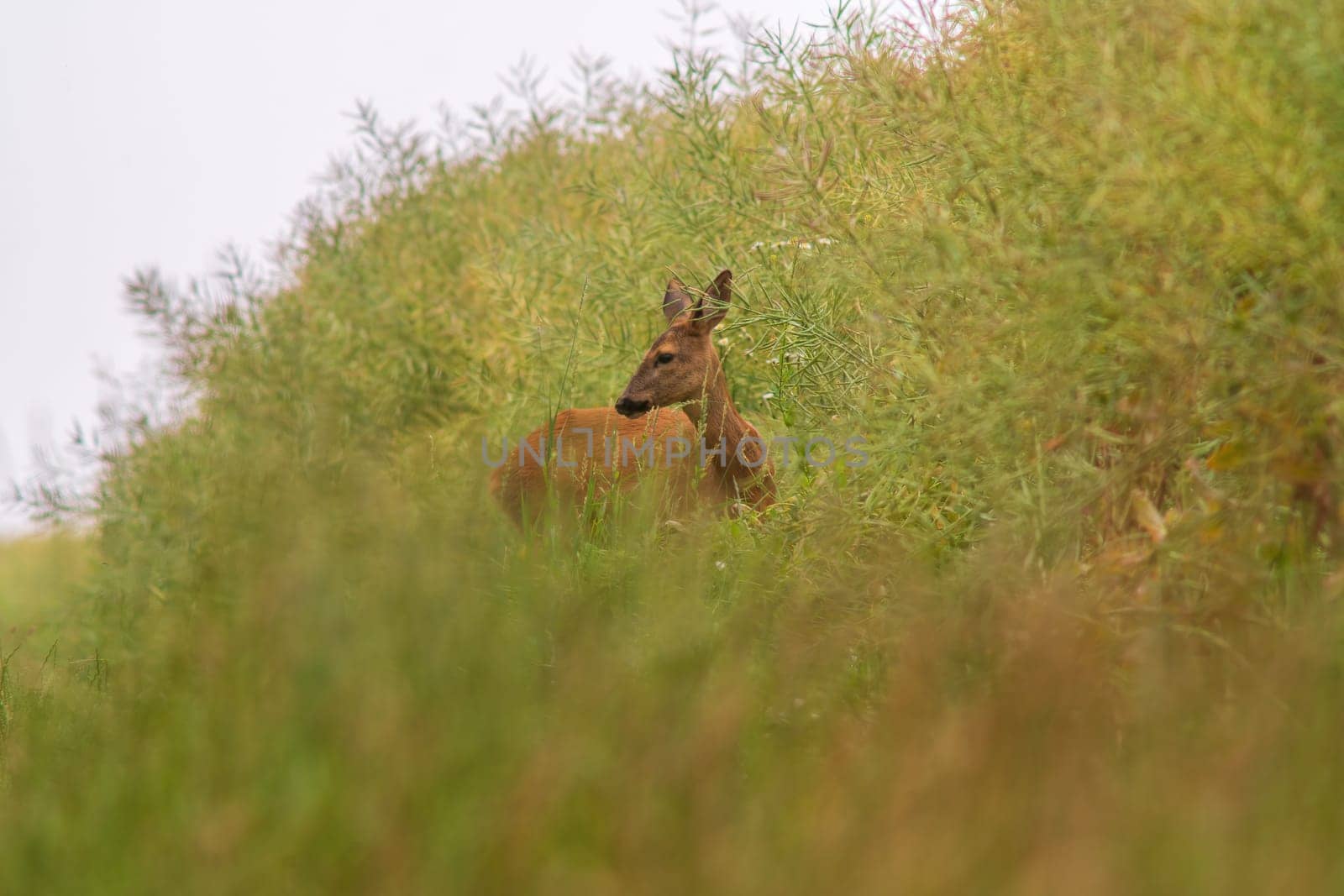 a beautiful deer doe stands at a green rape field in summer
