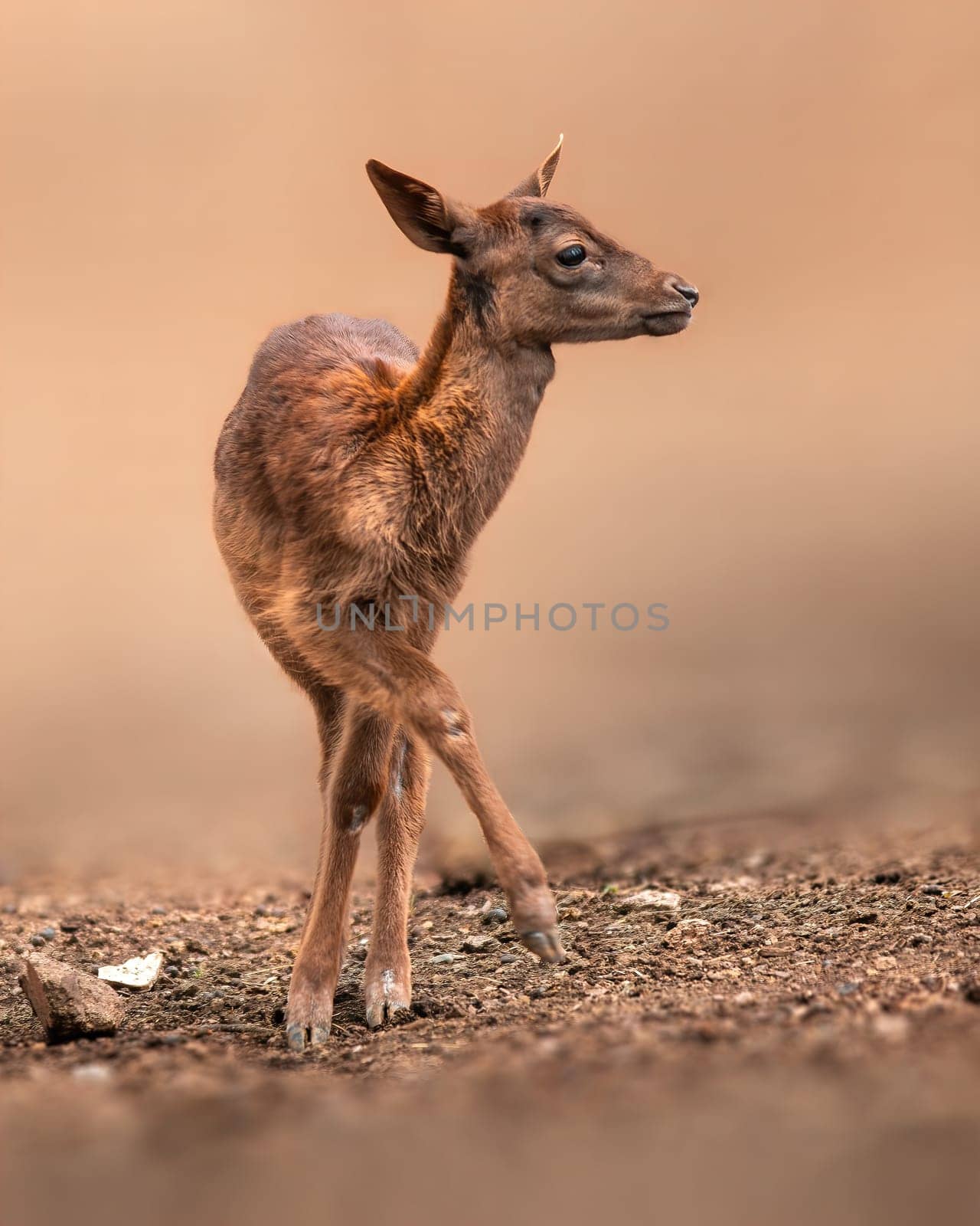 young red deer doe stands in a forest