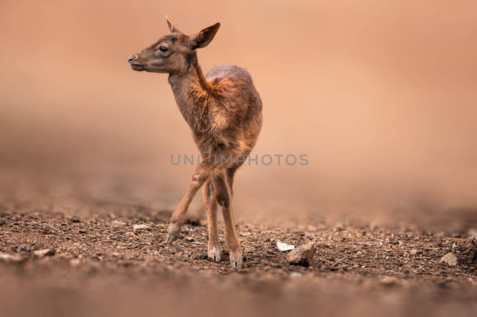 young red deer doe stands in a forest