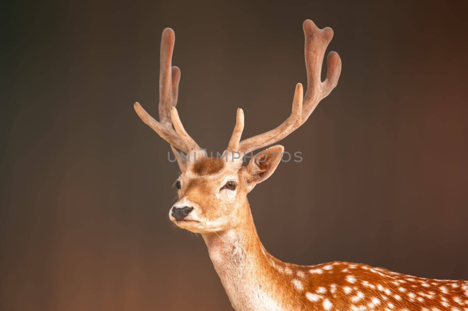 one portrait of a pretty fallow deer buck by mario_plechaty_photography