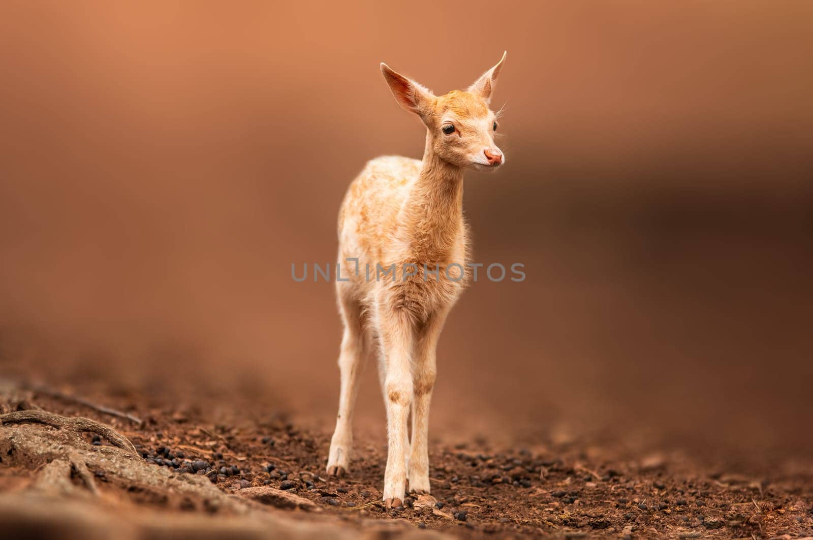 a young fallow deer calf explores the forest