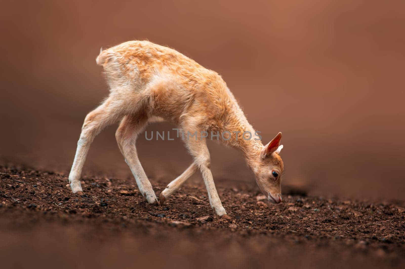 one young fallow deer calf explores the forest by mario_plechaty_photography
