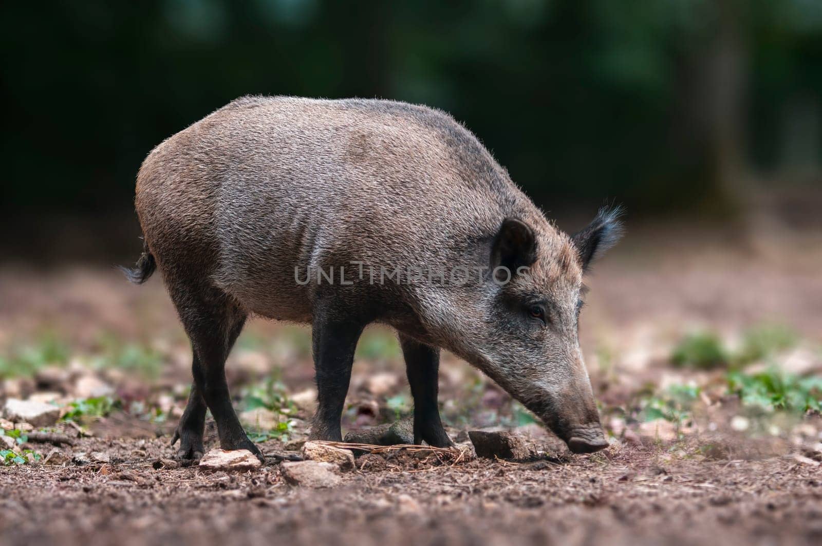 a wild boar in a deciduous forest in autumn by mario_plechaty_photography