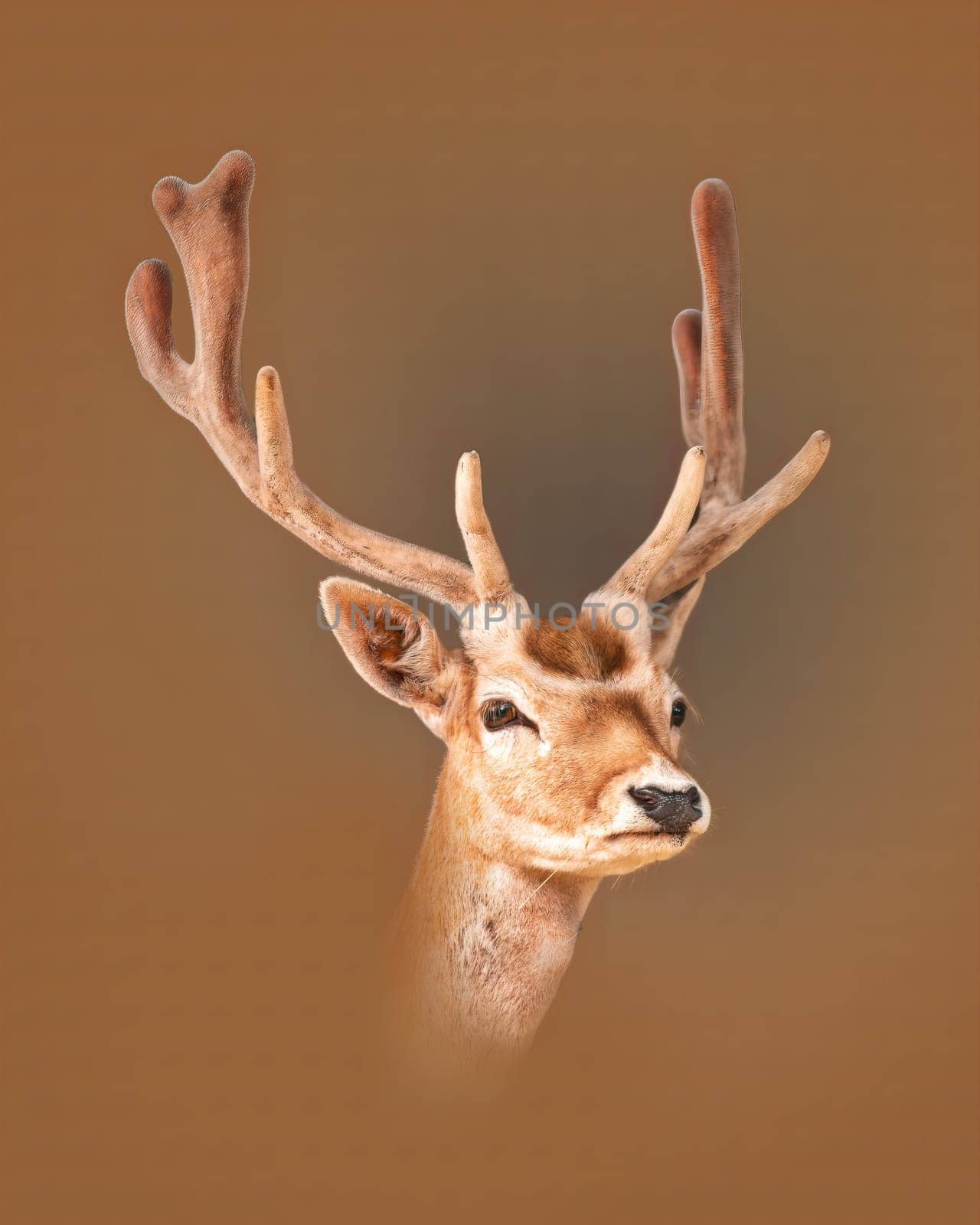 one portrait of a pretty fallow deer buck by mario_plechaty_photography