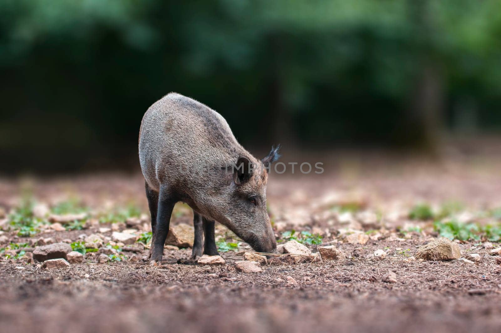 one a wild boar in a deciduous forest in autumn