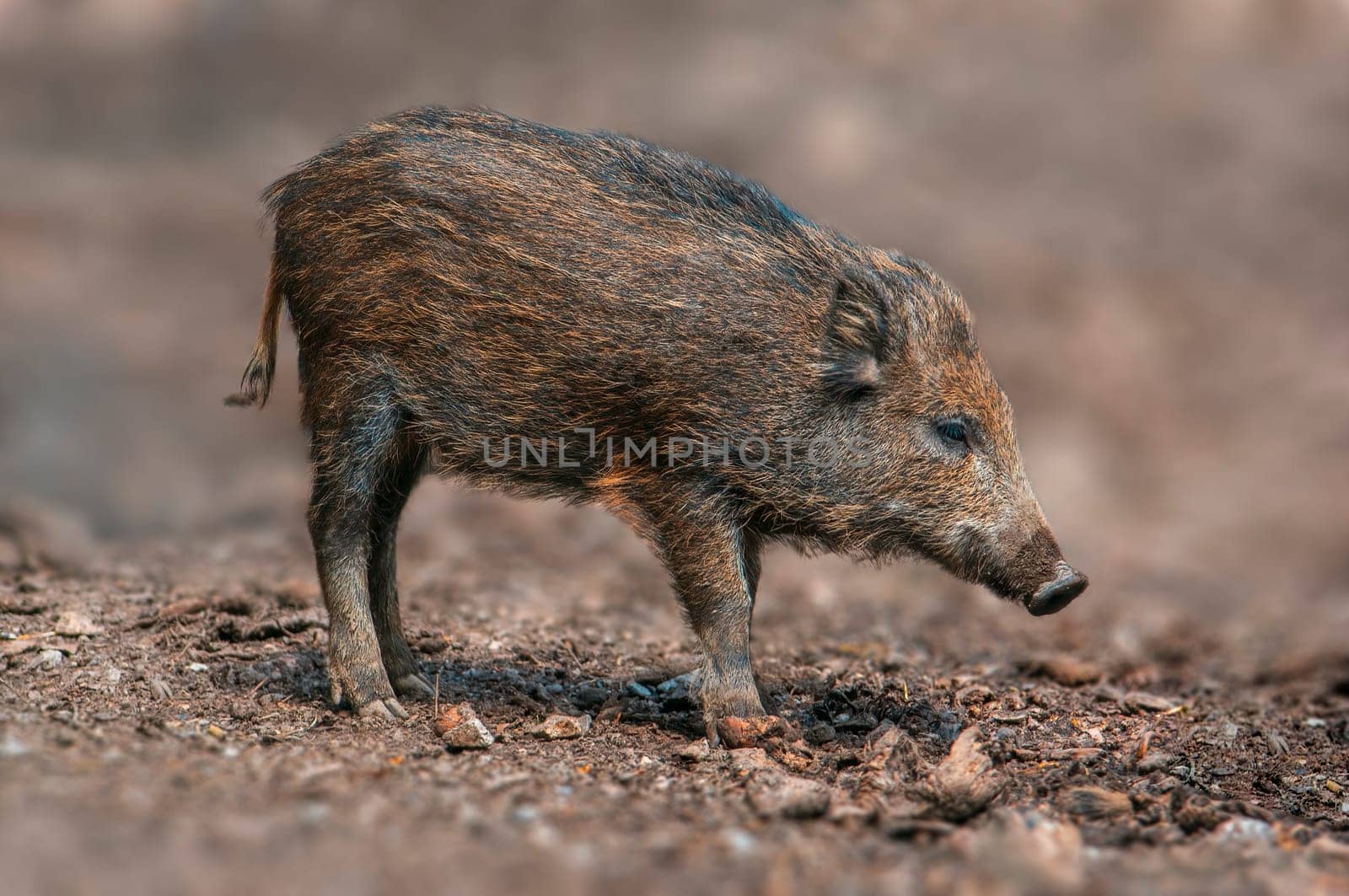 one a wild boar in a deciduous forest in autumn