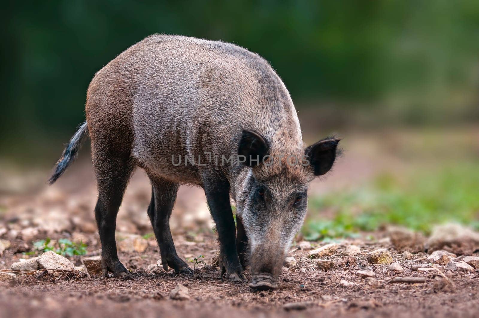 a wild boar in a deciduous forest in autumn by mario_plechaty_photography