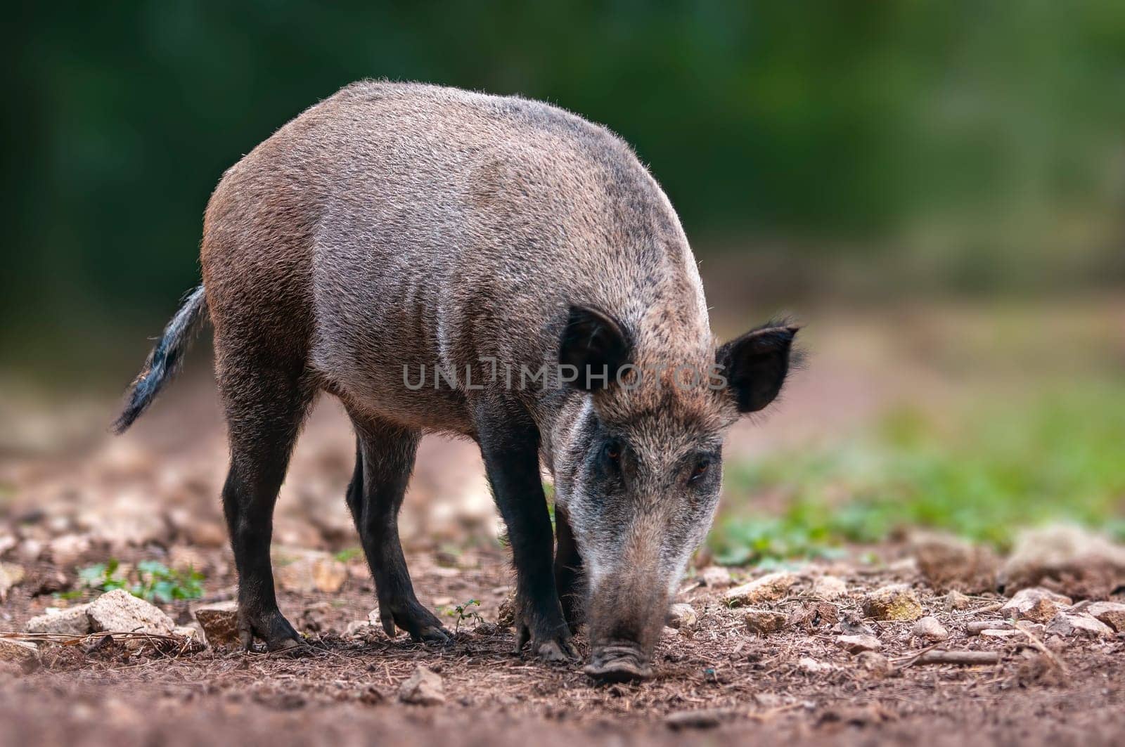 one a wild boar in a deciduous forest in autumn