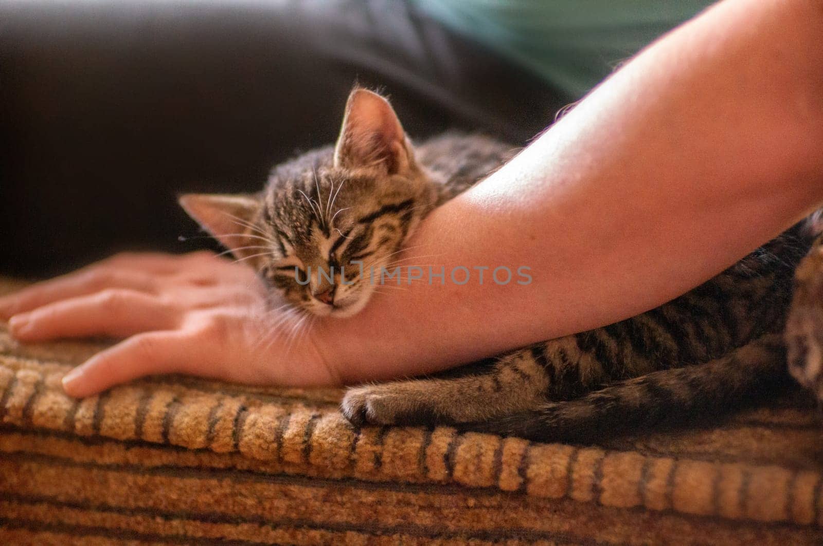 young cute kitten cuddles with his human by mario_plechaty_photography