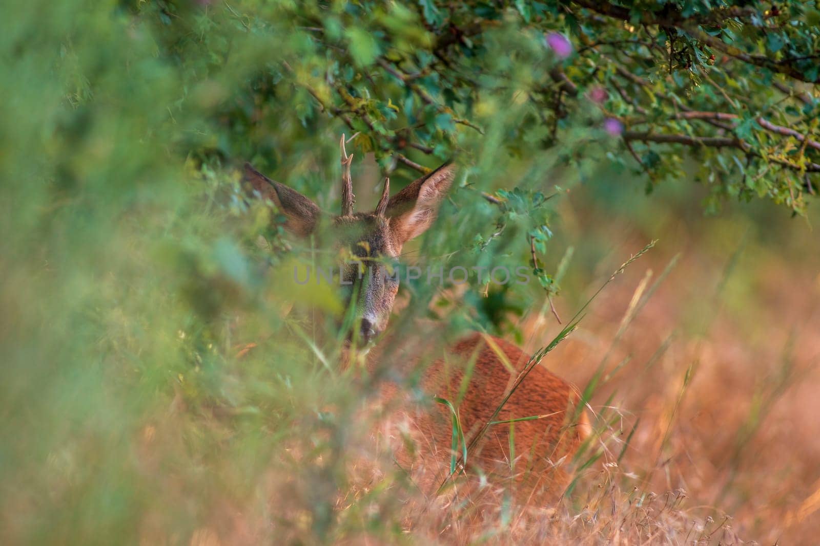 a young roebuck hides in a meadow in summer