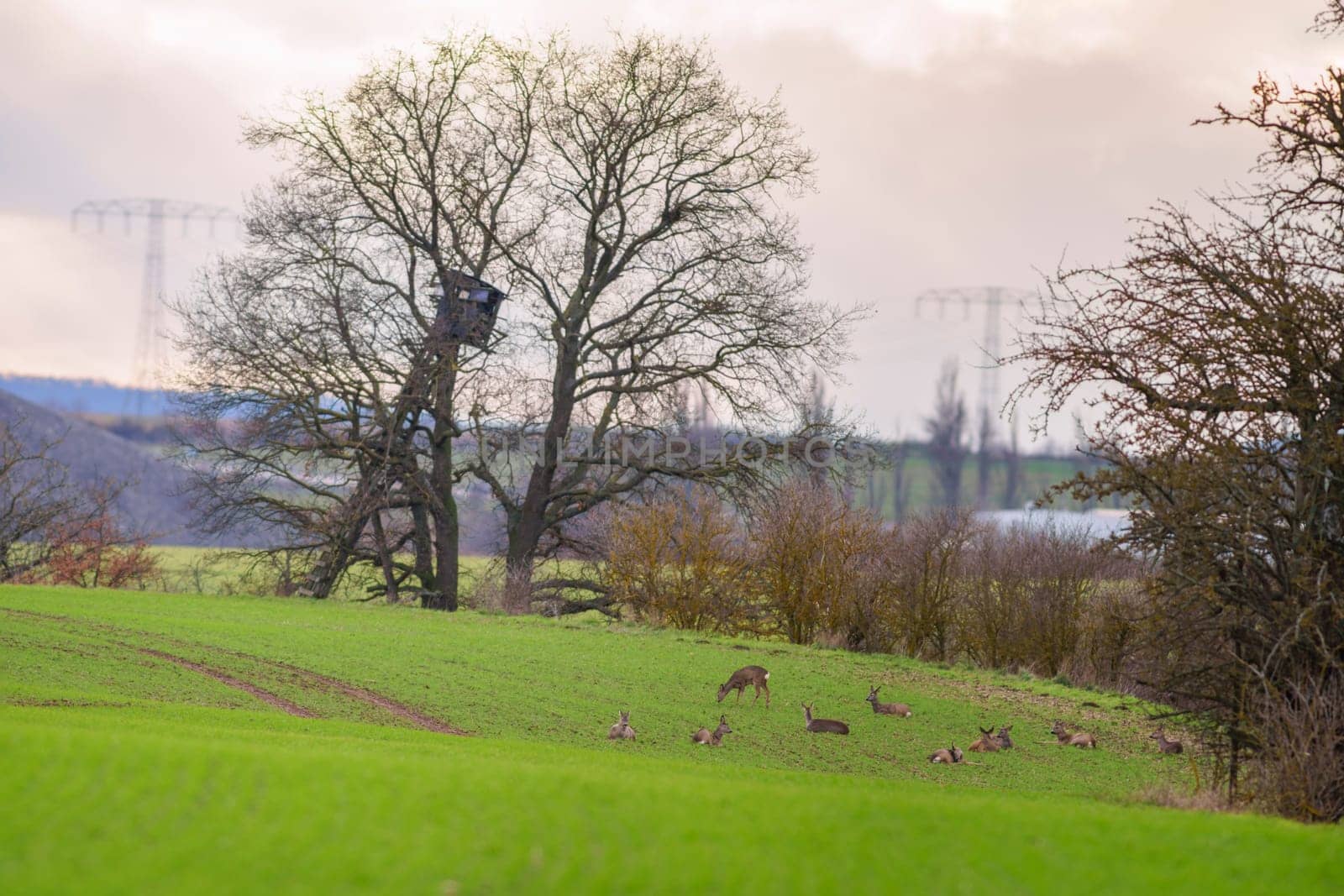 a group of roe deer in a field in autumn